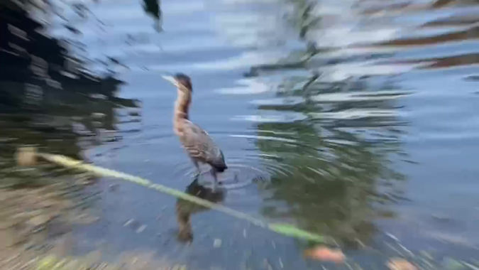 Heron Release